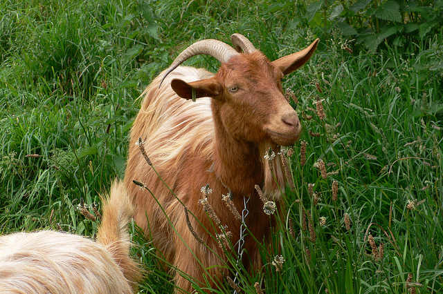 Golden Guernsey