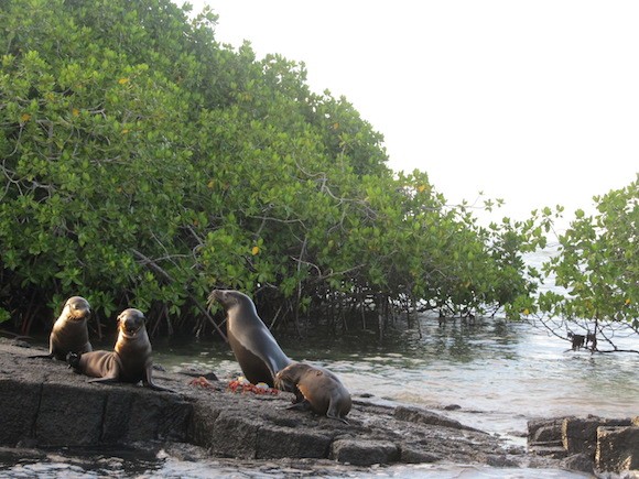Sea lions and Sally Lightfoot crabs in the Galapagos Islands Photo: Kate Convissor