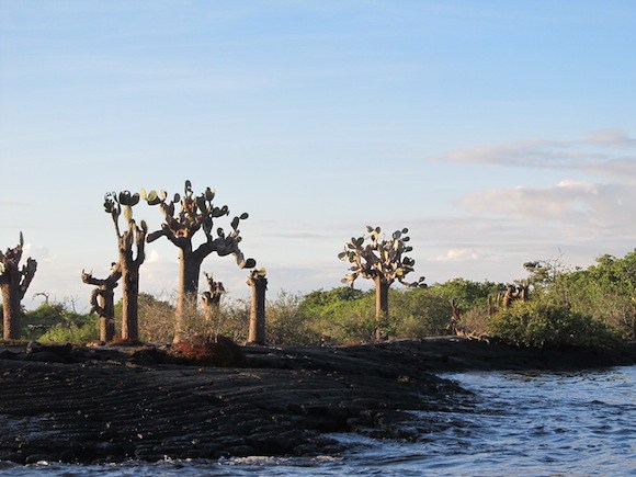 Galapagos Cactus Photo: Kate Convissor