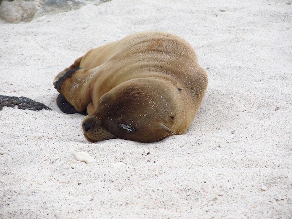 Sleepy sea lion in the Galapagos Islands Photo: Kate Convissor