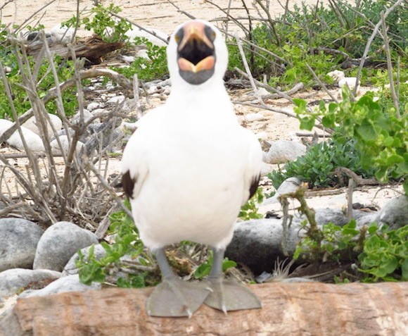 Nazca booby in the Galapagos Islands Photo: Kate Convissor