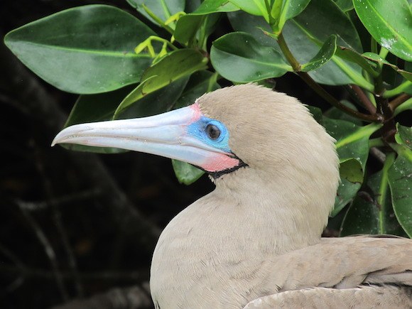 Red-footed booby in the Galapagos Islands Photo: Kate Convissor