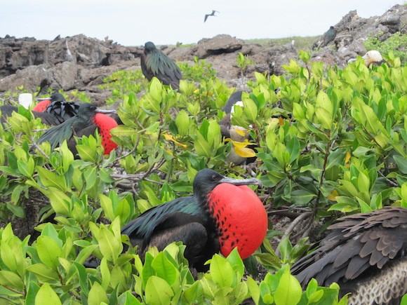 Galapagos 6