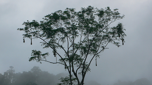 Rainforest in Ecuador