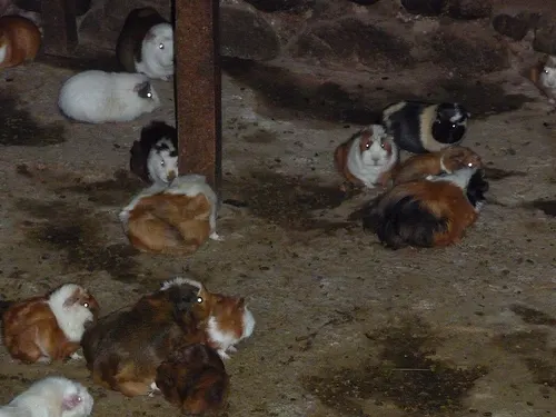 Guinea pigs in Peru