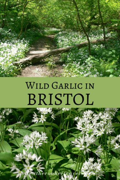 Wild Garlic in Bristol