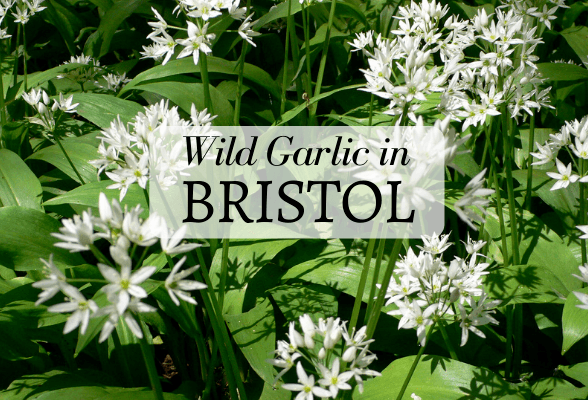 Wild Garlic in Bristol