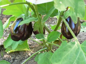Home grown aubergines in greece