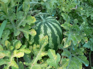Home grown watermelon in greece