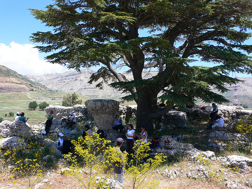 Tannourine Cedars Reserve - cedars of Lebanon