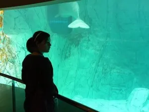 Glass Underwater tunnel L'Oceanographic 
