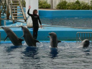 L'Oceanographic Dolphin Show