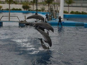 L'Oceanographic Dolphin Show