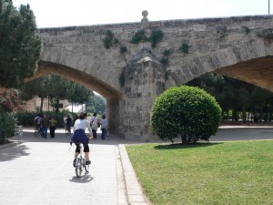 Large evergreen shrub in the Turia gardens in Valencia