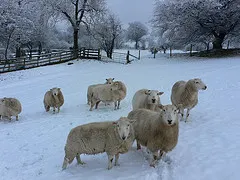 Sheep at Laswern Fawr Brecon Beacons
