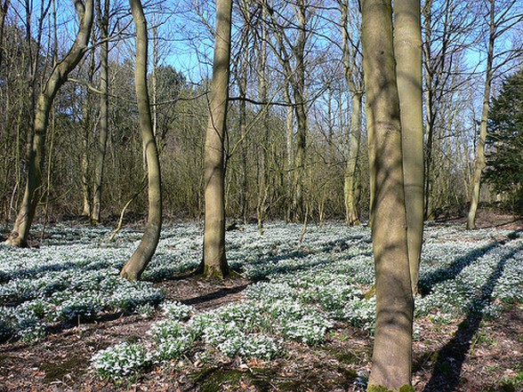 Snowdrops at Lytham Hall