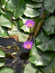 Waterlillies at Lake Hévíz, Hungary