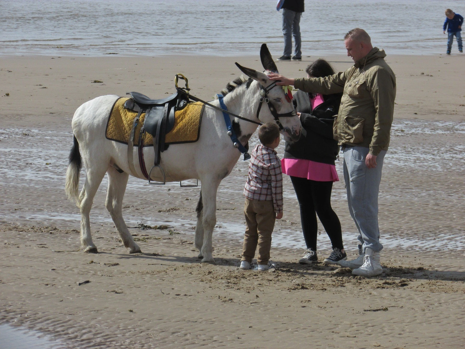 Blackpool Donkey Photo Bill Kasman on Pixabay