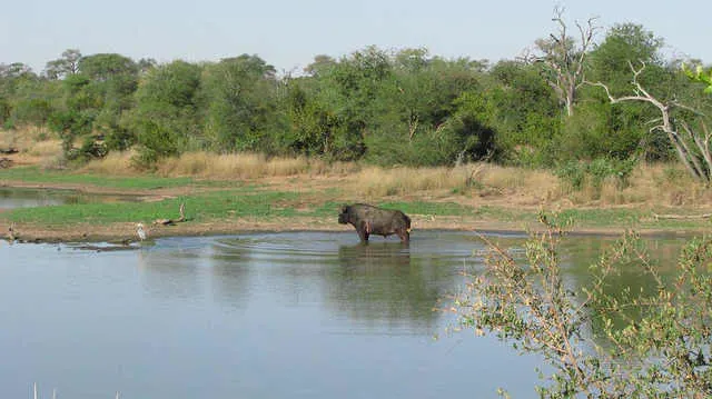 Sabi Sands Game Reserve Photo: Jeffrey Cammack