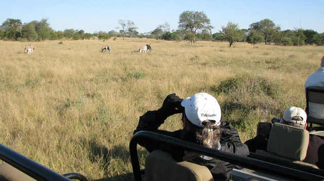 Game spotting at Sabi Sands Game Reserve Photo: Jeffrey Cammack