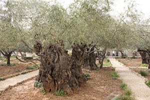 The Garden of Gethsemane in Jerusalem Photo: Sally Hunt