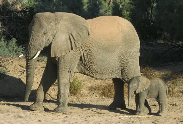 Elephants in Namibia