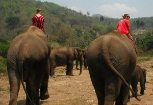 Elephant ride in Chaing Mai
