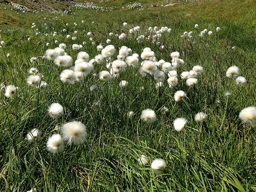 Cotton Flowers on the Tour de Mont Blanc Photo: Heatheronhertravels.com