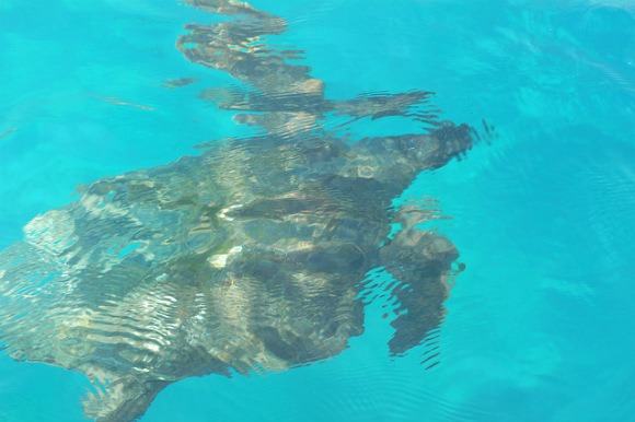 Laganas boat trips to see the Loggerhead turtles in Laganas bay Photo: Heatheronhertravels.com