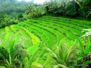 Lush terraced rice fields - Bali Photo: LashWorldTour