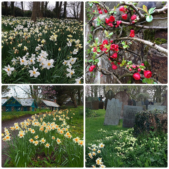 Daffodils by Clovelly Court, North Devon