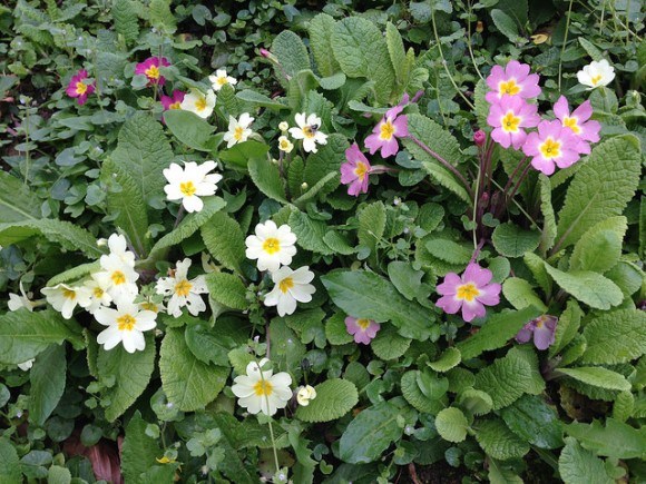 Primroses outside Beech Cottage, Penhaven Country Cottages in Devon