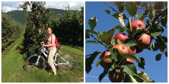 Apple time in South Tyrol cycling through the orchards at Lake Caldaro / Kaltern Photo: Heatheronhertravels.com