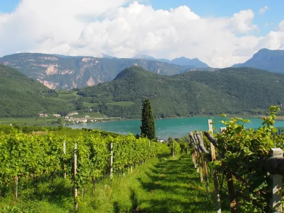 View of the vineyards by Lake Caldaro / Kaltern in South Tyrol Photo: Heatheronhertravels.com