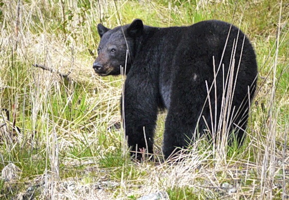 Spotting black bears on Vancouver Island Photo: Hikebiketravel.com