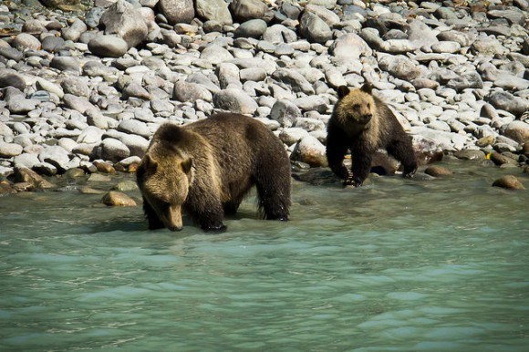 Bear watching in BC, Canada Photo: Stephen Mattucci on Flickr