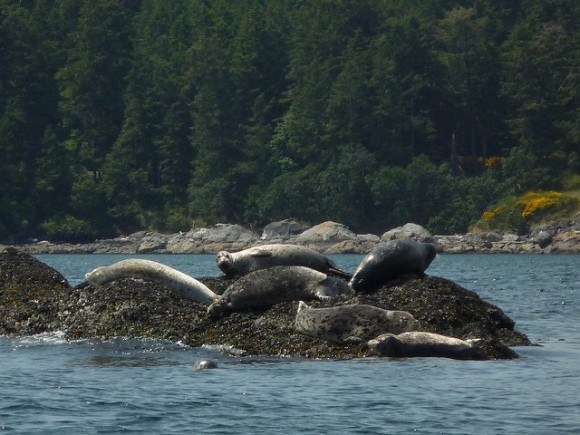 A chance to view Sea Lions off the coast of BC, Canada Photo: Richard Gould on Flickr