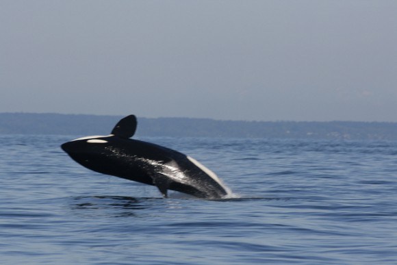 Whale watching in BC Canada Photo: Natalie Tsang on Flickr