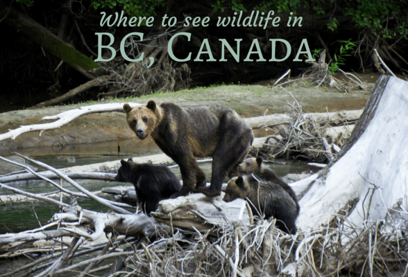 Bear watching in BC, Canada Photo: Stephen Mattucci on Flickr