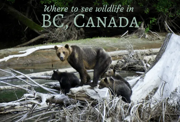Bear watching in BC, Canada Photo: Stephen Mattucci on Flickr