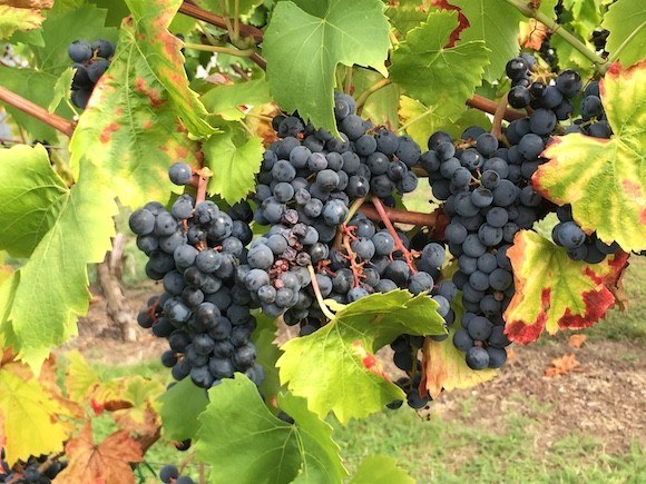 Grapes in the Moselle Region of Luxembourg Photo: Heatheronhertravels.com