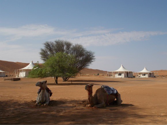 Camels at the Desert Nights Camp at Wahiba Sands in Oman Photo: AudleyTravel.com