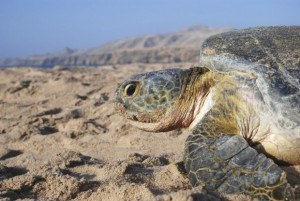 Turtle in Oman
