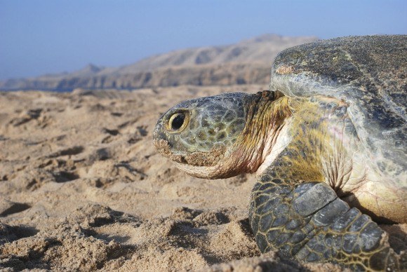 See the Nesting turtles in Oman Photo: AudleyTravel.com