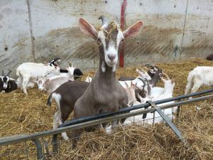 Meeting the goats at Broughgammon Farm Heatheronhertravels.com