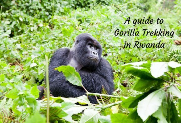 A guide to gorilla trekking in Rwanda