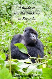 Read about gorilla trekking in Rwanda