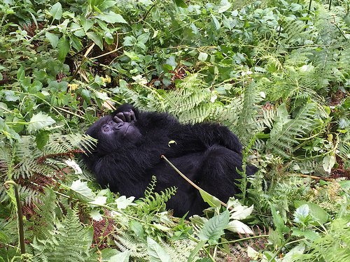 Gorilla Trekking in Rwanda Photo: AudleyTravel.com