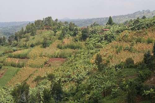 Gorilla Treking in Rwanda Photo: Audley Travel