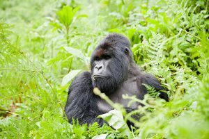 Gorilla Treking in Rwanda Photo: Heatheronhertravels.com